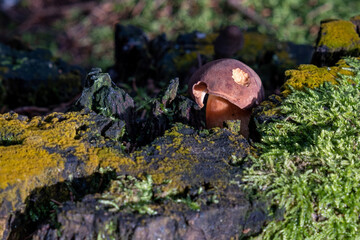 mushrooms on a tree