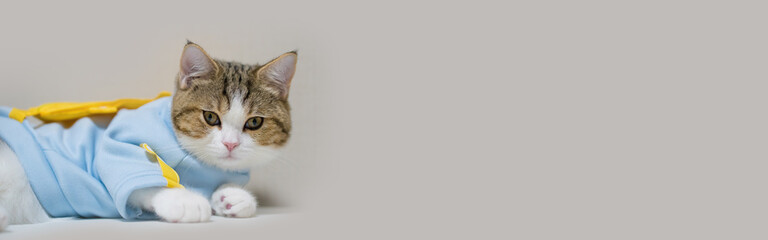 web banner scottish cat clothing blue shirt with copy space background © tickcharoen04