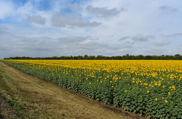 Large field of flowering sunflowers. In the background there is a forest and a blue sky with clouds. Panoramic view