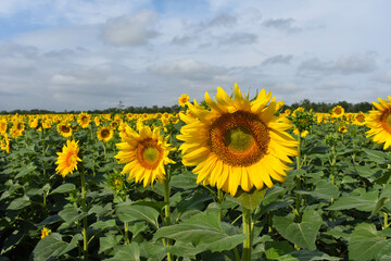 Beautiful blooming sunflower flower. In the background there is a large field of sunflowers