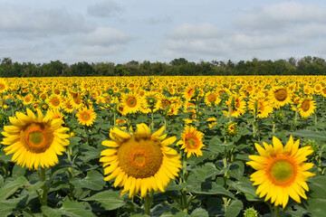 Fototapeta premium Large field of flowering sunflowers. In the background there is a forest and a blue sky with clouds. Panoramic view