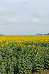 Huge field of blooming sunflowers and a blue sky