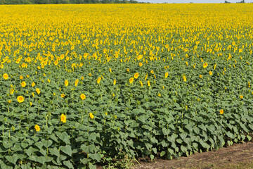 Obraz premium Huge field of blooming sunflowers 