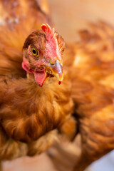 Homemade live red chicken with red scallop close-up. High quality photo