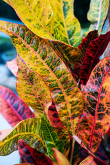 Croton petra or Codiaeum variegatum tropical houseplant, close-up. Beautiful plants with variegated...