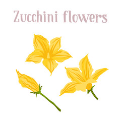 Young yellow zucchini flowers. Different inflorescences courgette.