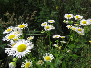 Field chamomile bush. A wonderful kind of chamomile.