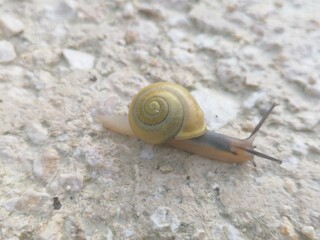 baby snail