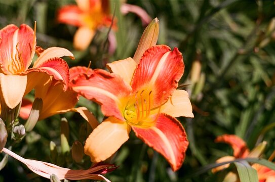 orange tiger lily, film photography