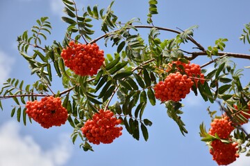 Sorbus aucuparia, comúnmente llamado serbal de los cazadores, detalle de sus ramas en verano