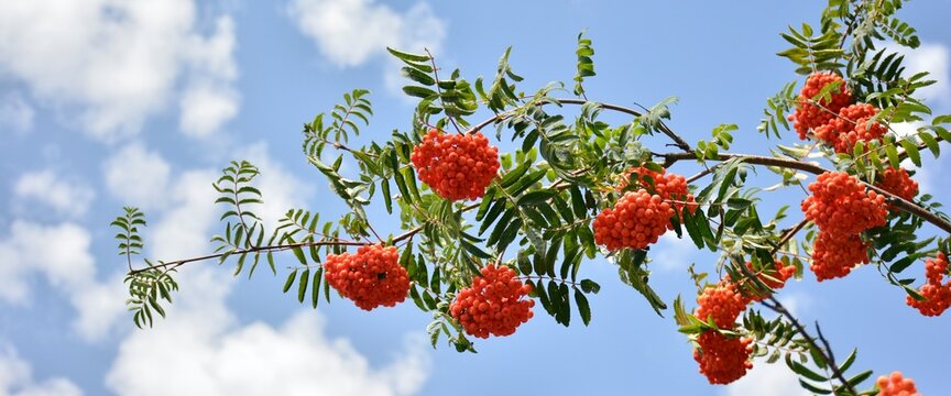 Sorbus aucuparia, com&uacute;nmente llamado serbal de los cazadores, detalle de sus ramas en verano