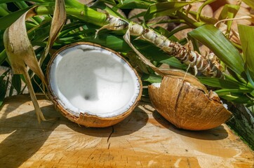 Coconut on a wooden tree stump, with green palm leaves.
