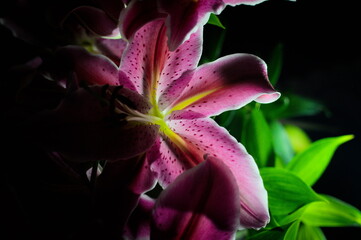 pink lily