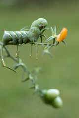 Tomato Hornworm Caterpillar (Manduca sexta) on tomato plant in garden green background copy space