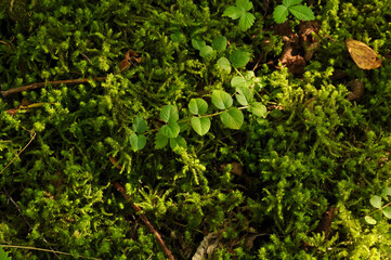 Background of green moss. Plants, Nature, Forest, Texture, Grass, Botany, Leaves, Wallpaper