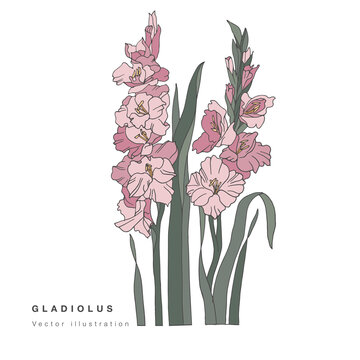 Hand draw vector gladiolus flowers illustration. Botanical floral card on white background.