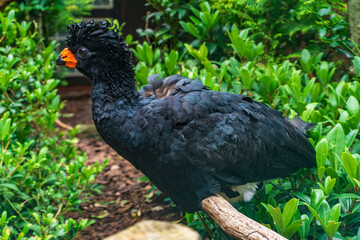 Walsrode Vogelpark