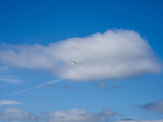 seagull speeding's open wings 