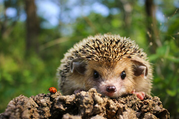 hedgehog in the forest