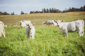 Obraz premium Young Charolais Bulls in summer pasture