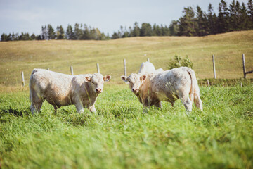 Obraz premium Young Charolais Bulls in summer pasture