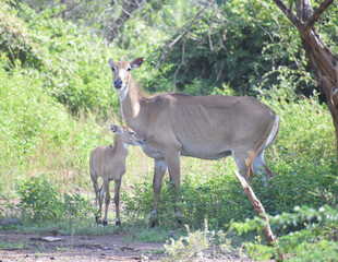 deer in the forest. mother deer with its fawn