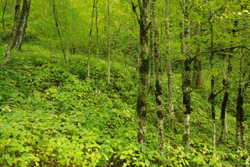 Fototapeta na wymiar trees in green forest