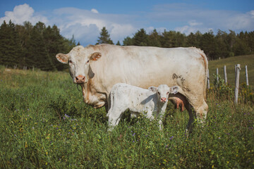 Charolais Cow and calf in summer grass field in quebec canada