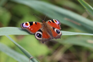 orange speckled butterfly
