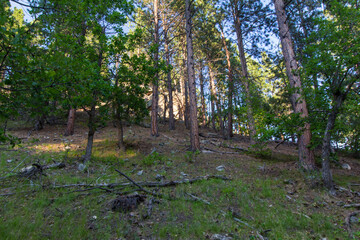 Oak Park in Summer, Whitewood, South Dakota