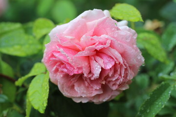 pink rose in raindrops