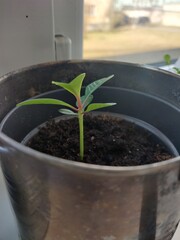 Little planty