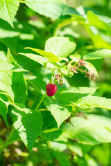 raspberries growing on a branch on a sunny day