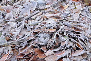 Frosty litter in an oak forest