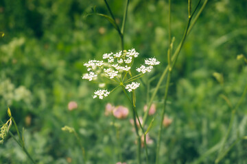 White wild flower in a field in green grass close-up on a blurred background. Selective focus. Low angle shot of wild plants and flowers