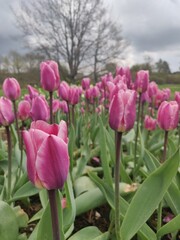Tulip field in spring