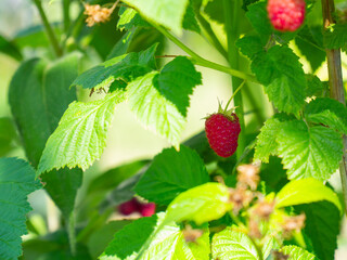 raspberries growing on a branch on a sunny day