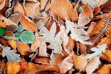 Oak and beech leaves on the floor