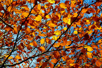 Beech leaves showing fall colors