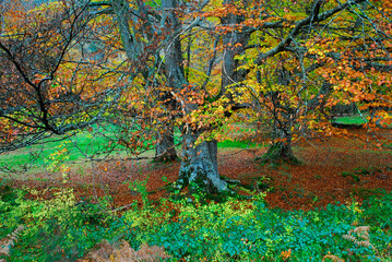 Autumnal beech forest in the Irati Forest. Navarre. Spain
