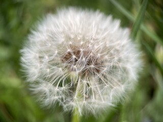 dandelion