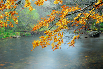Fog on the Baias River during the fall. Basque Country. Spain