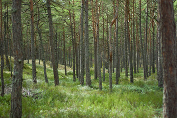 Naklejka premium forest in the morning