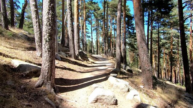 pov or p.o.v. walking along a earth path in a forest in mountain of Guadarrama, in Madrid, Spain
