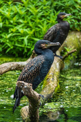 Walsrode Vogelpark