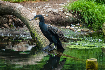 Vogelpark Walsrode