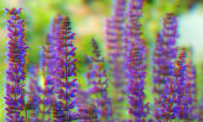Beautiful vibrant violet Delphinium flowers on blurred background. Glitch effect. Rgb shift.