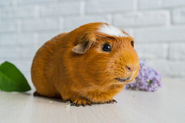 The red domestic guinea pig Cavia porcellus, also known as cavy or domestic cavy