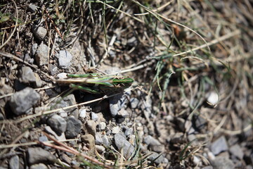 Gefleckte Keulenschrecke