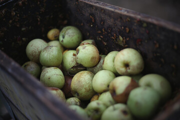 A bunch of apples in the fruit grinder machine, fruits in wooden fruit mill in garden, preparation for home making alcohol